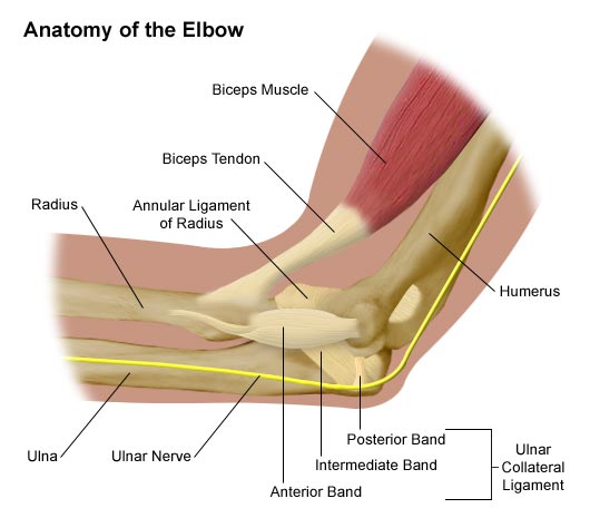Anatomy of the Elbow - Comprehensive Orthopaedics