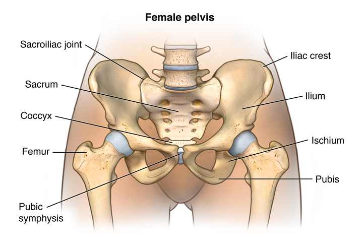 Female pelvis