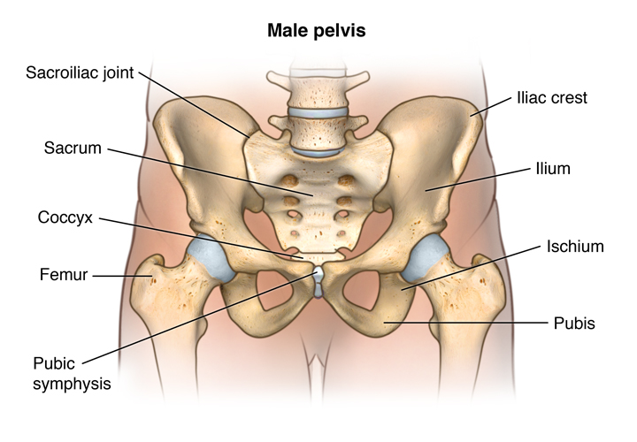 Anatomy of the Male and Female Pelvis - Comprehensive Orthopaedics