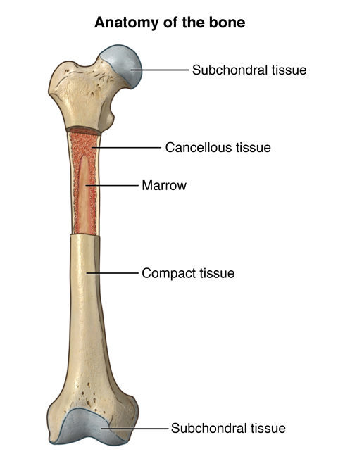 Anterior view of femur with cut showing bone marrow; AMuscsk_20140307_v0_001; SOURCE: rendered from Zygote models, and 3D models.  AMuscsk_20140307_v0_001