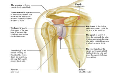 Common Injuries of the Shoulder